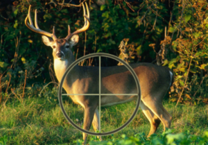 Best Vortex Scopes for Deer Hunting