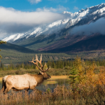 Best vortex scopes for elk hunting