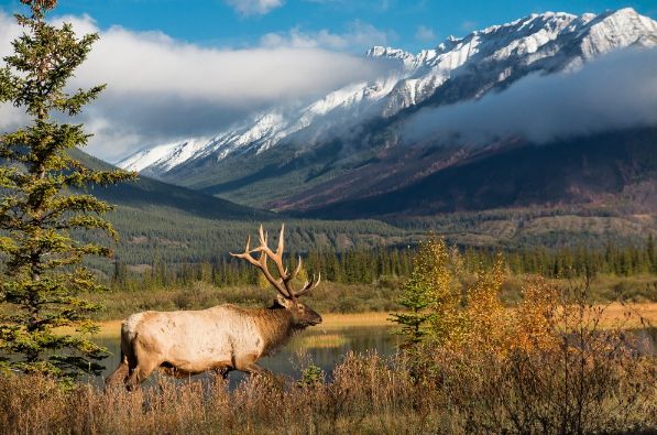 Best vortex scopes for elk hunting