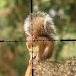 Scopes for 22lr Squirrel Hunting