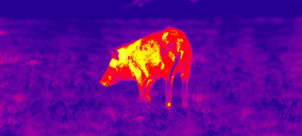 Thermal riflescopes for coyote hunting