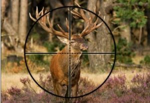 Best Leupold scopes for elk hunting