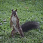 Scopes for Small Game Hunting