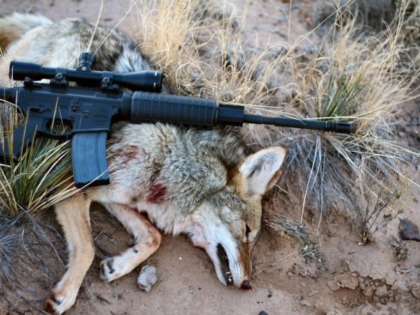 Best Scopes for Varmint Hunting